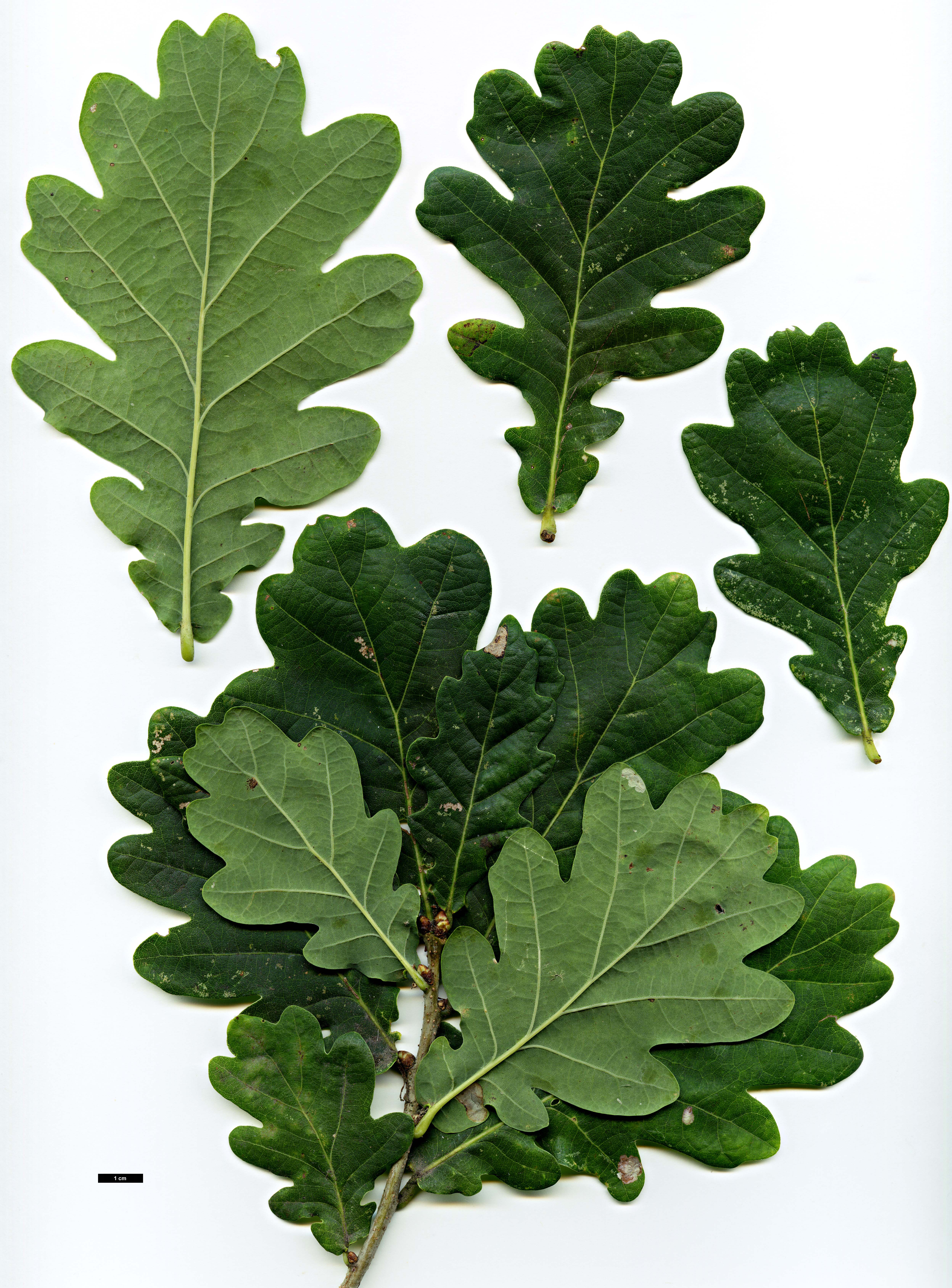 High resolution image: Family: Fagaceae - Genus: Quercus - Taxon: robur - SpeciesSub: Fastigiata Group